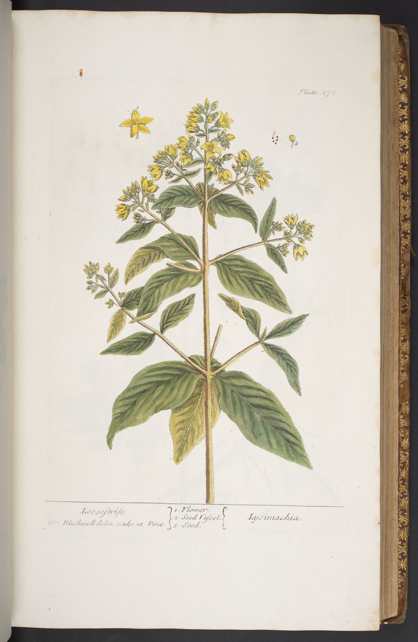اللوحة 278 من A Curious Herbal بواسطة إليزابيث بلاكويل