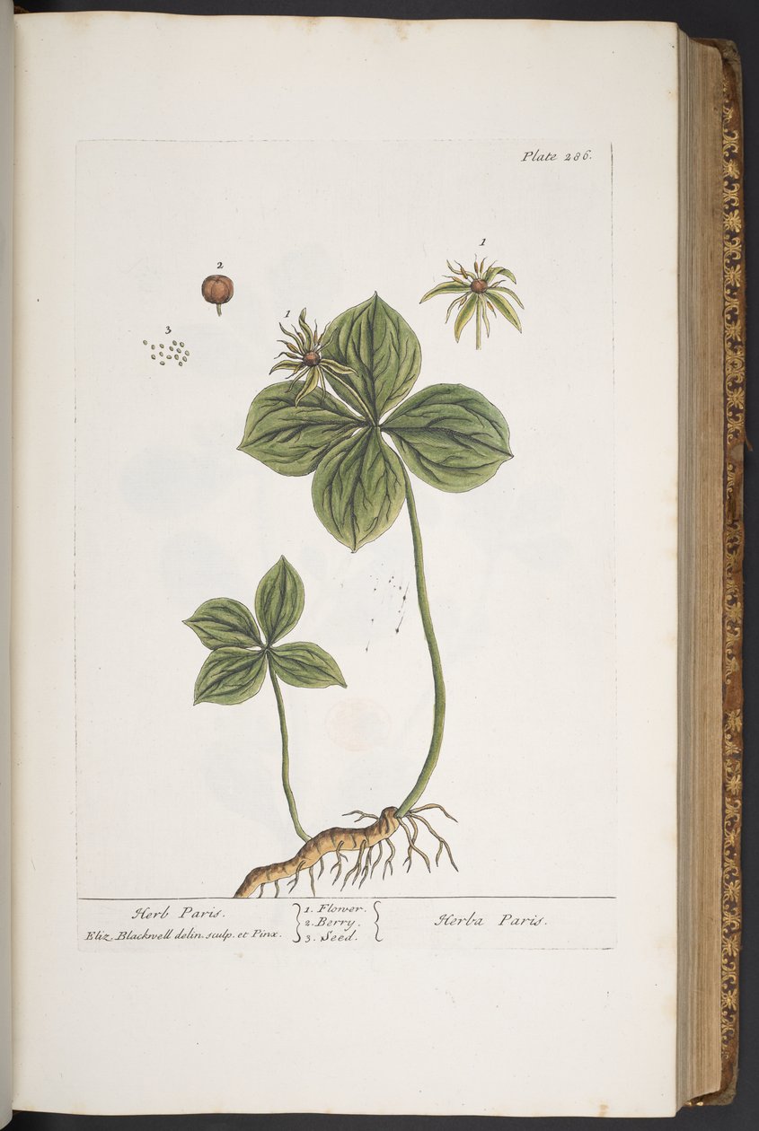 اللوحة 286 من A Curious Herbal بواسطة إليزابيث بلاكويل