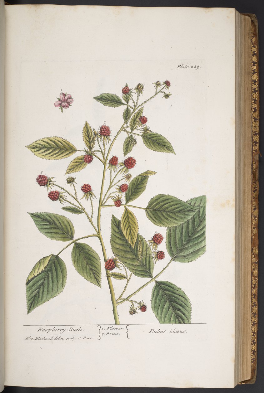 اللوحة 289 من A Curious Herbal بواسطة إليزابيث بلاكويل