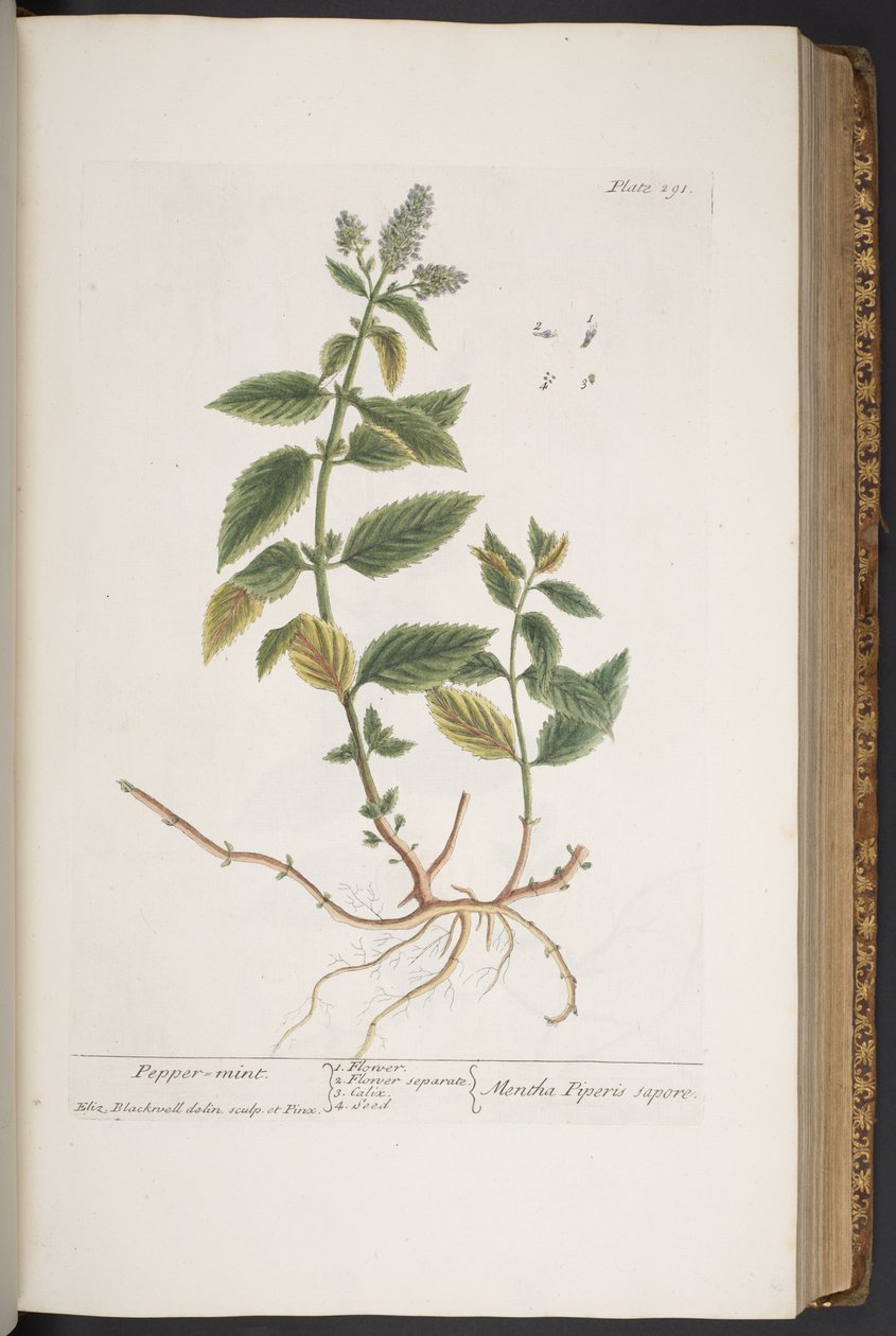 اللوحة 291 من A Curious Herbal بواسطة إليزابيث بلاكويل