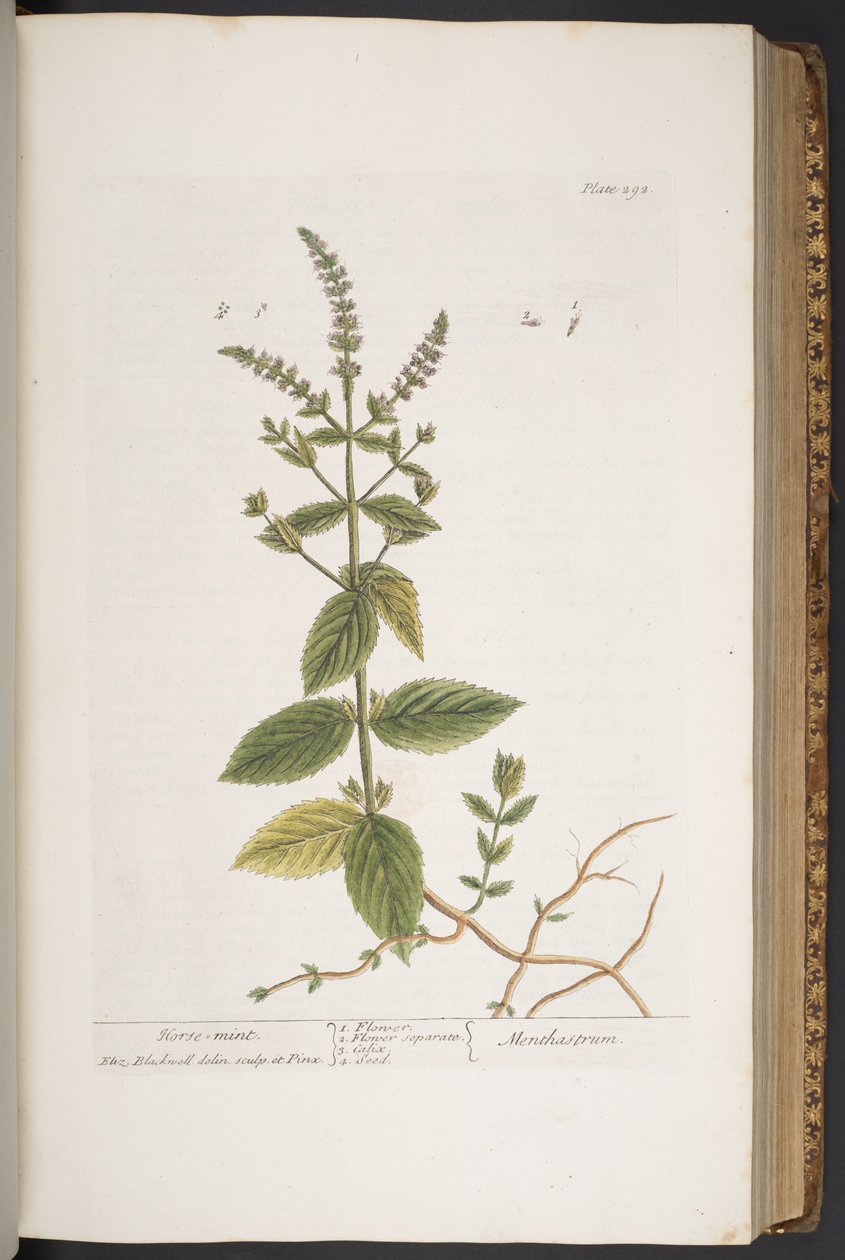 اللوحة 292 من A Curious Herbal بواسطة إليزابيث بلاكويل