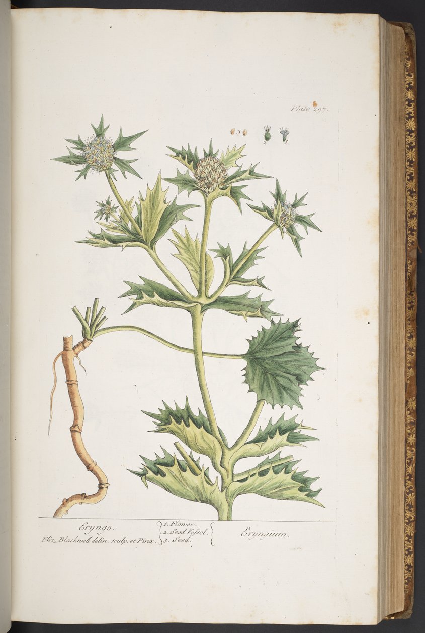اللوحة 297 ، إرينغو ، من "A Curious Herbal" بواسطة إليزابيث بلاكويل
