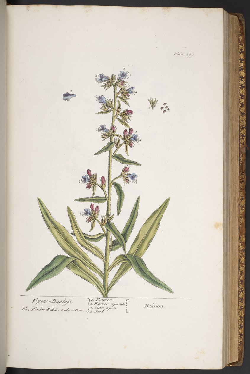 اللوحة 299 ، Viper-bugloss ، من "A Curious Herbal" بواسطة إليزابيث بلاكويل