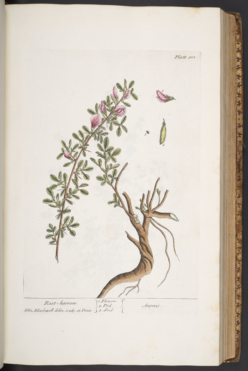 لوحة رقم 301 ، مسلفة ، من "A Curious Herbal" بواسطة إليزابيث بلاكويل
