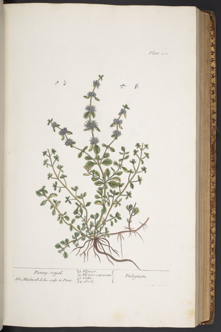 اللوحة 302 من A Curious Herbal بواسطة إليزابيث بلاكويل