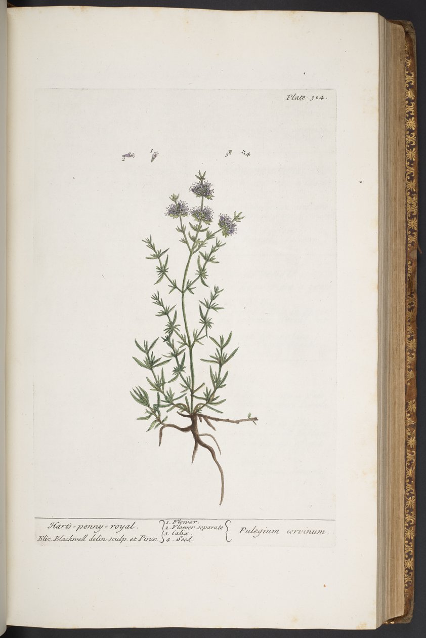 اللوحة 304 من A Curious Herbal بواسطة إليزابيث بلاكويل