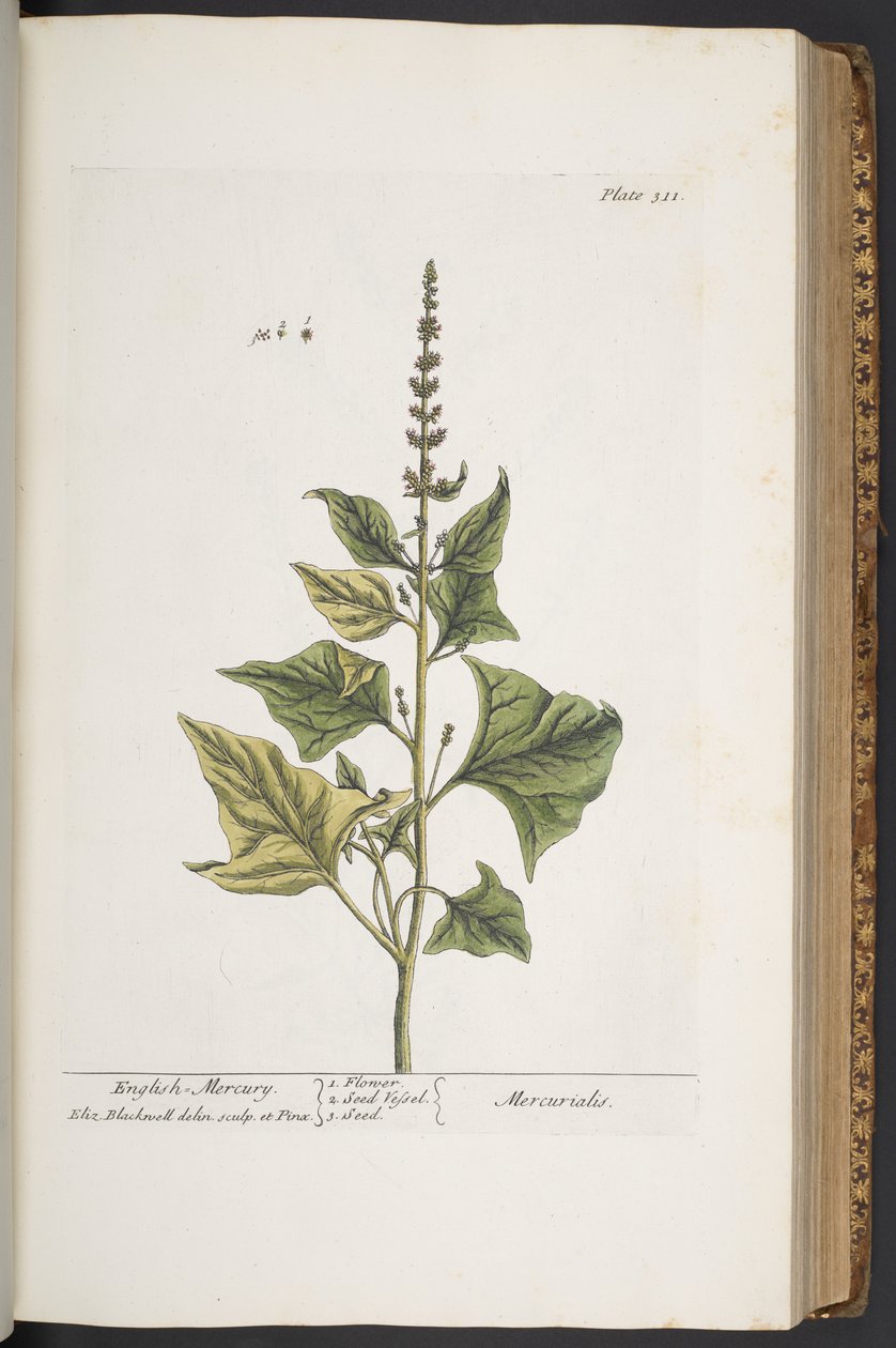 اللوحة 311 من A Curious Herbal بواسطة إليزابيث بلاكويل