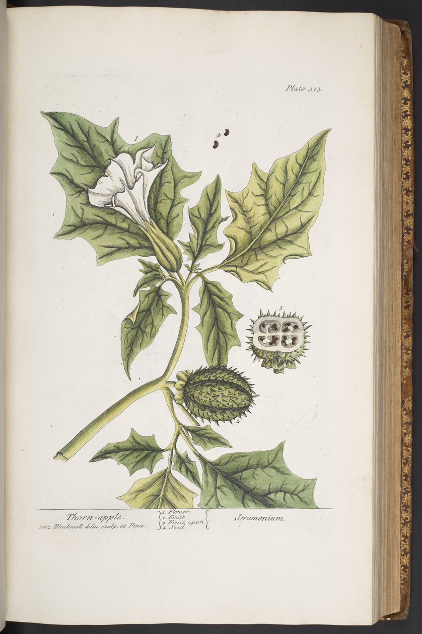 اللوحة 313 من A Curious Herbal بواسطة إليزابيث بلاكويل