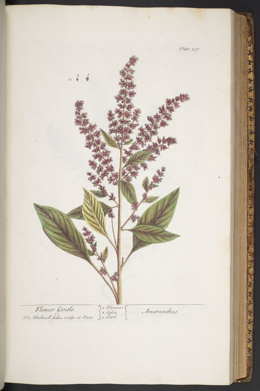 اللوحة 317 ، Flower Gentle ، أو Amaranthus ، من "A Curious Herbal" بواسطة إليزابيث بلاكويل