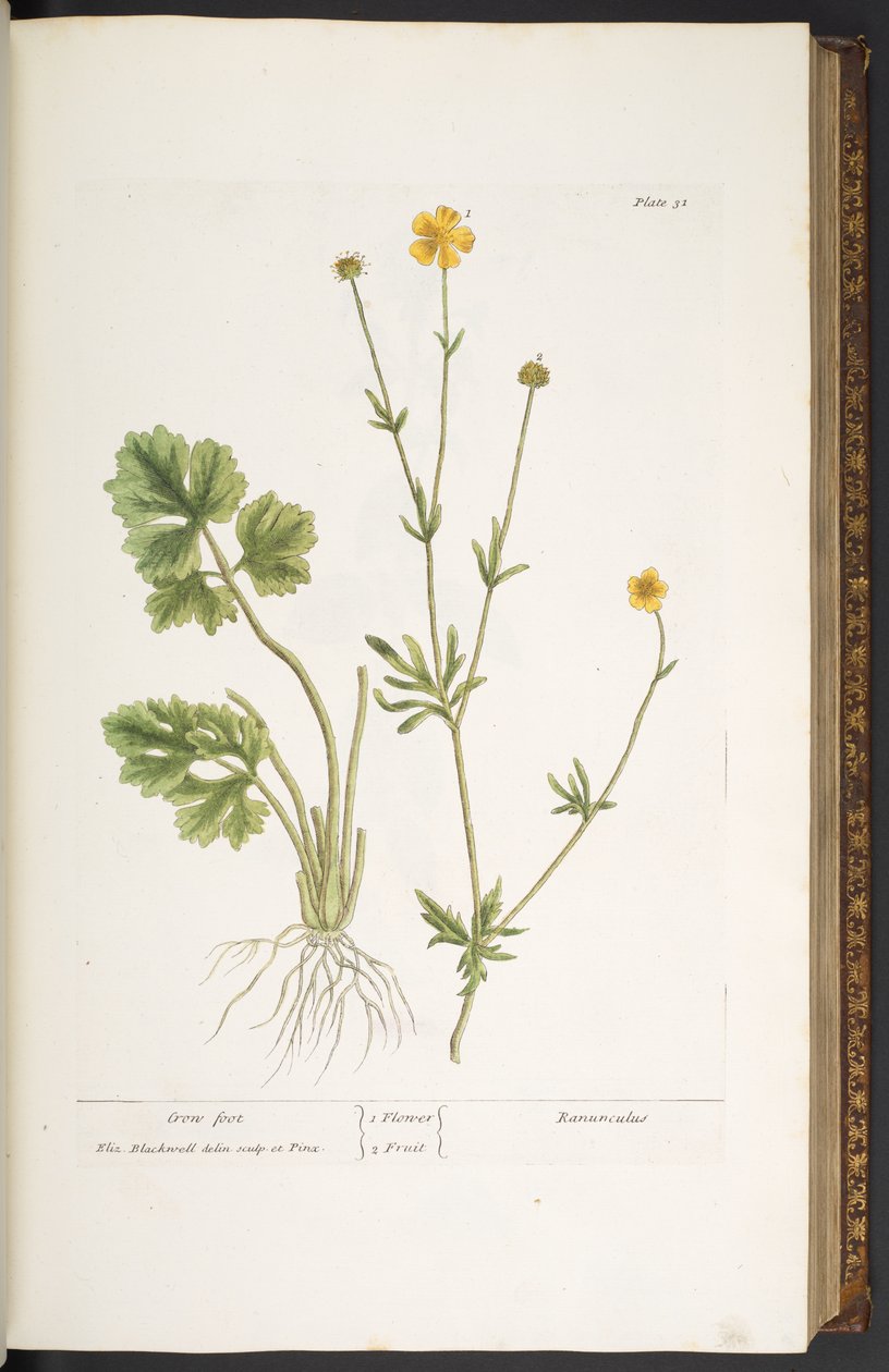 اللوحة 31 ، Crow Foot ، من "A Curious Herbal" بواسطة إليزابيث بلاكويل