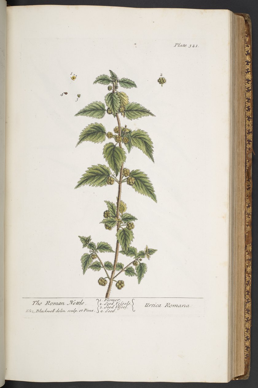 اللوحة 321 من A Curious Herbal بواسطة إليزابيث بلاكويل
