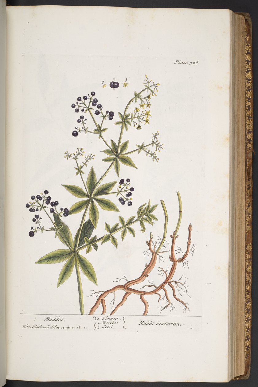 اللوحة 326 من A Curious Herbal بواسطة إليزابيث بلاكويل