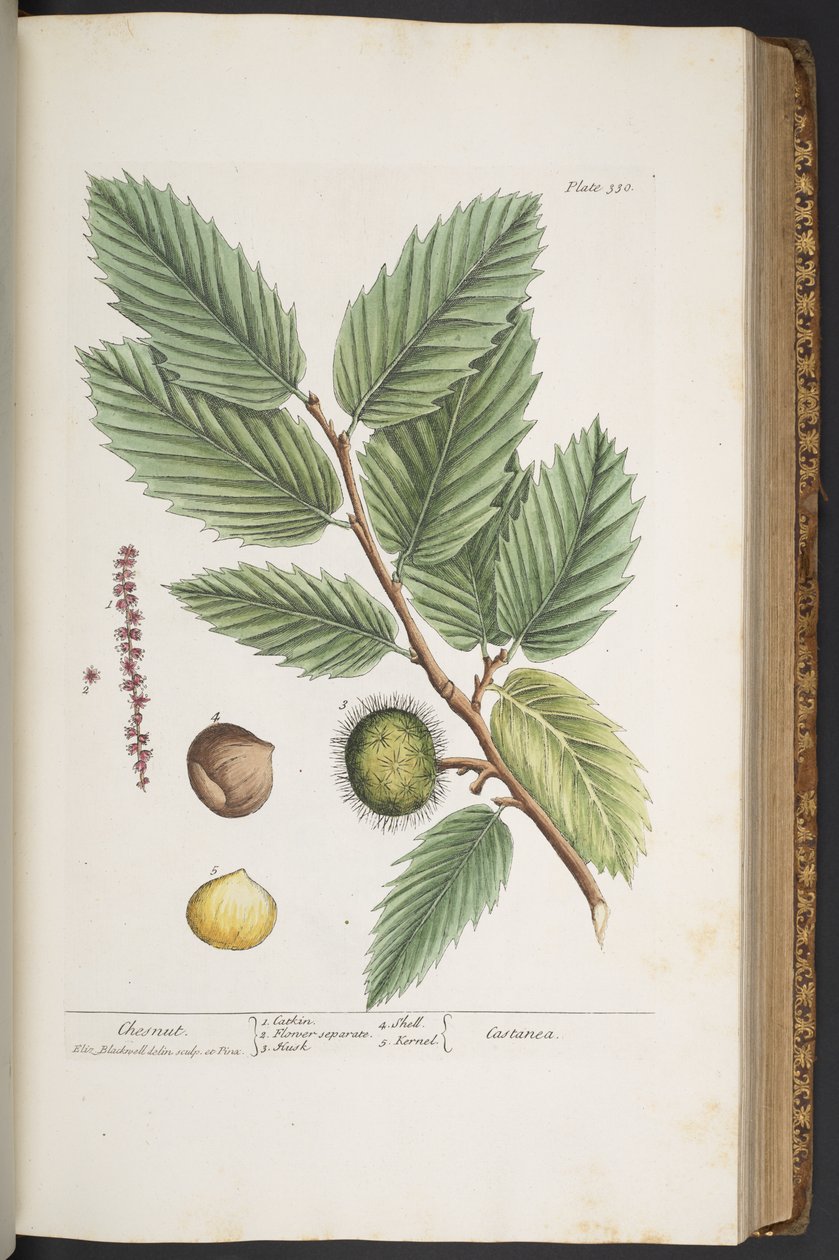 اللوحة 330 من A Curious Herbal بواسطة إليزابيث بلاكويل