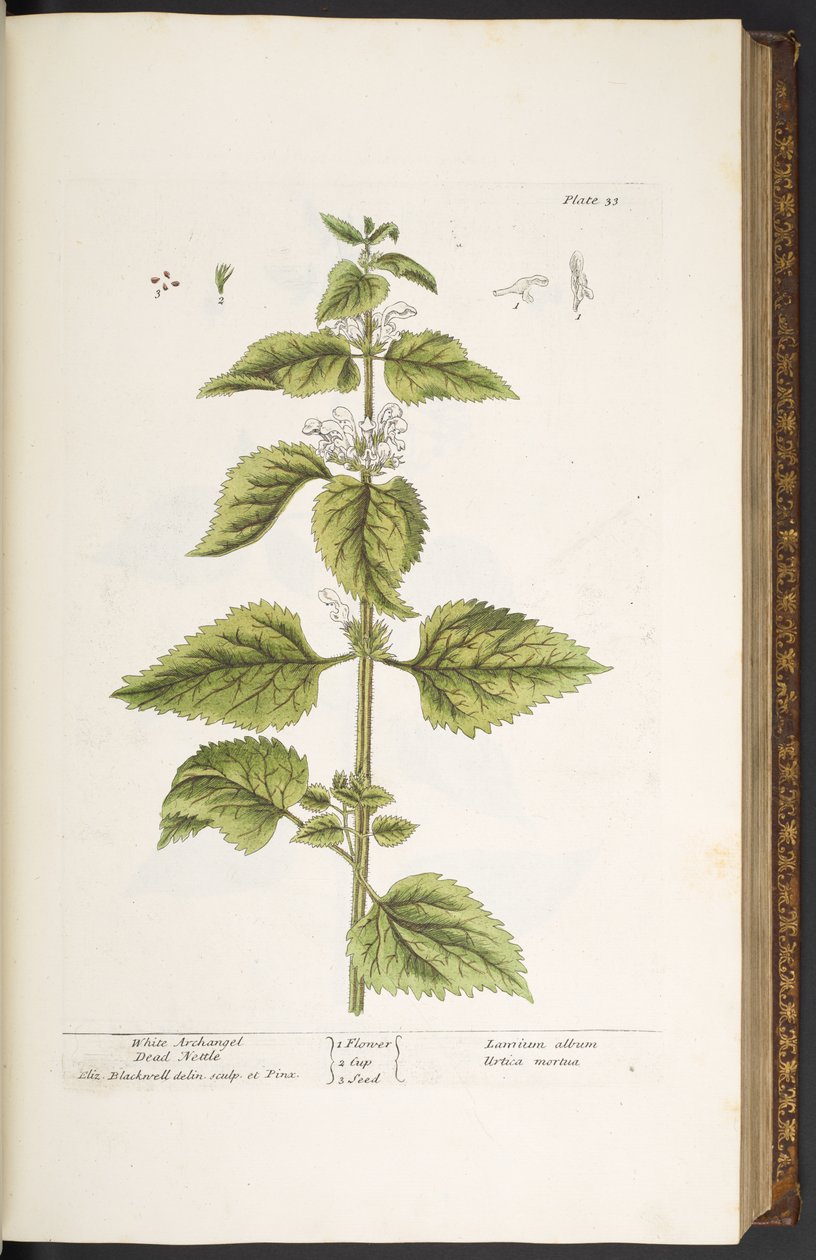 اللوحة 33 ، نبات القراص الأبيض ، رئيس الملائكة الميت ، من "A Curious Herbal" بواسطة إليزابيث بلاكويل