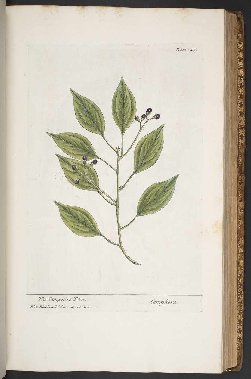 اللوحة 347 من A Curious Herbal بواسطة إليزابيث بلاكويل