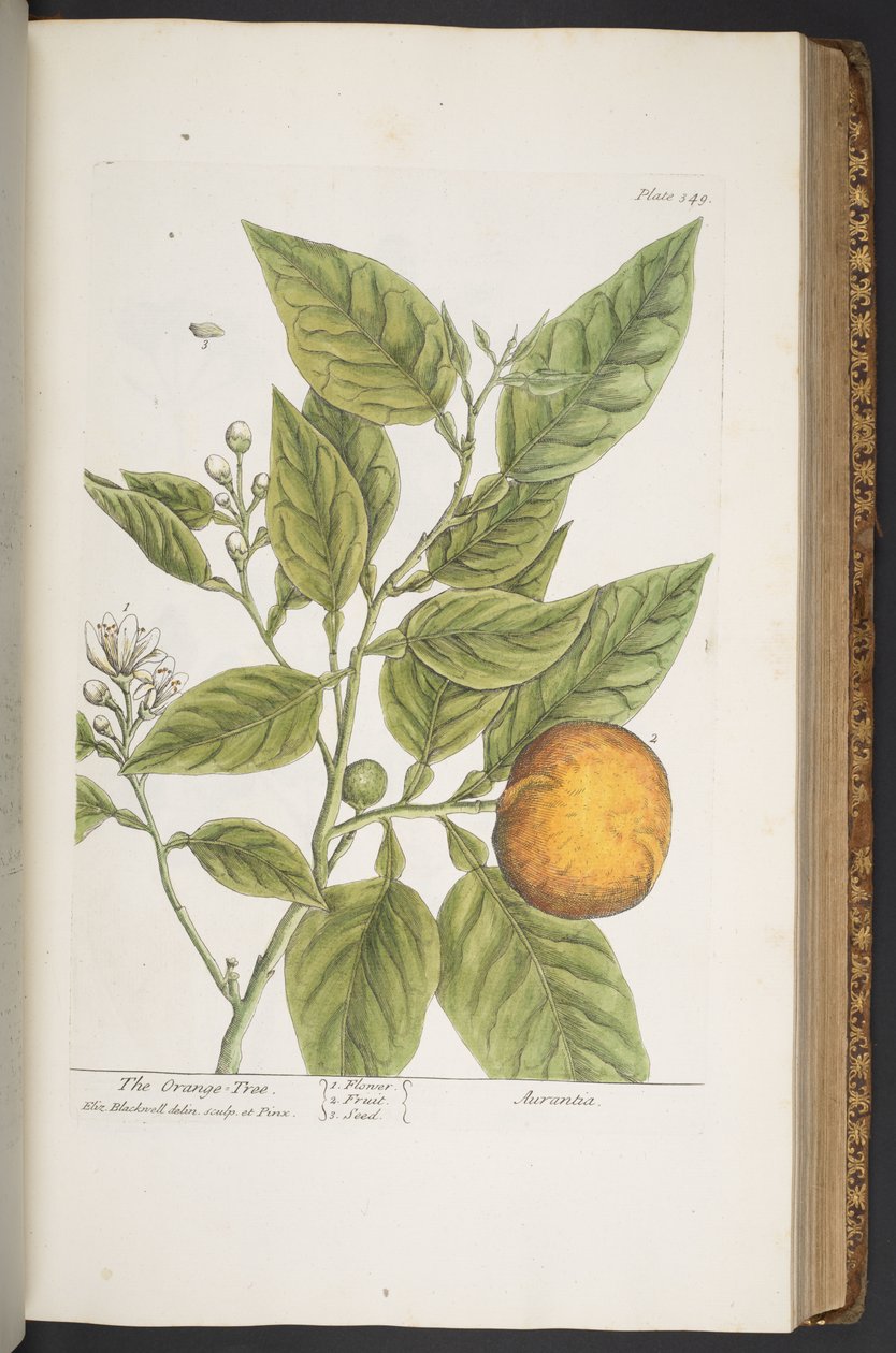 اللوحة 349 من A Curious Herbal بواسطة إليزابيث بلاكويل