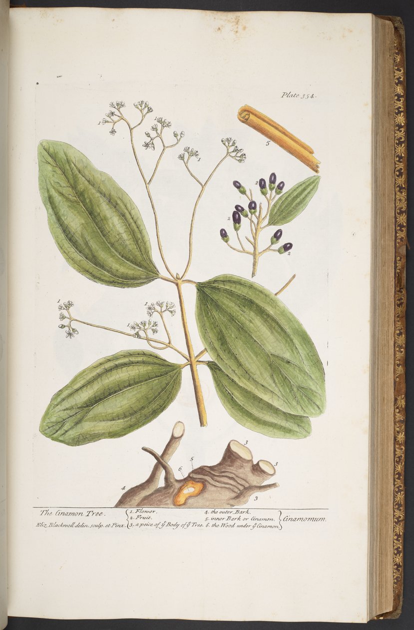 اللوحة 354 من A Curious Herbal بواسطة إليزابيث بلاكويل