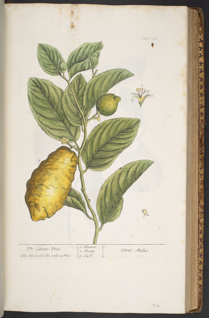 اللوحة 361 من A Curious Herbal بواسطة إليزابيث بلاكويل