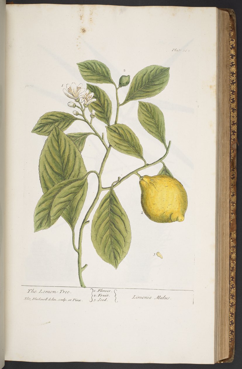 اللوحة 362 من A Curious Herbal بواسطة إليزابيث بلاكويل