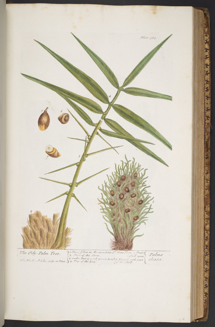 اللوحة 363 من A Curious Herbal بواسطة إليزابيث بلاكويل