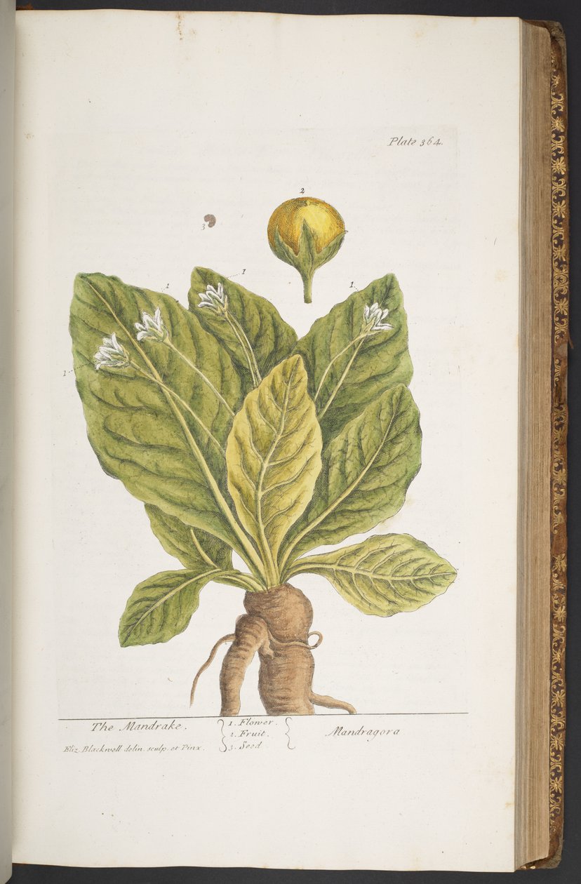 اللوحة 364 من A Curious Herbal بواسطة إليزابيث بلاكويل