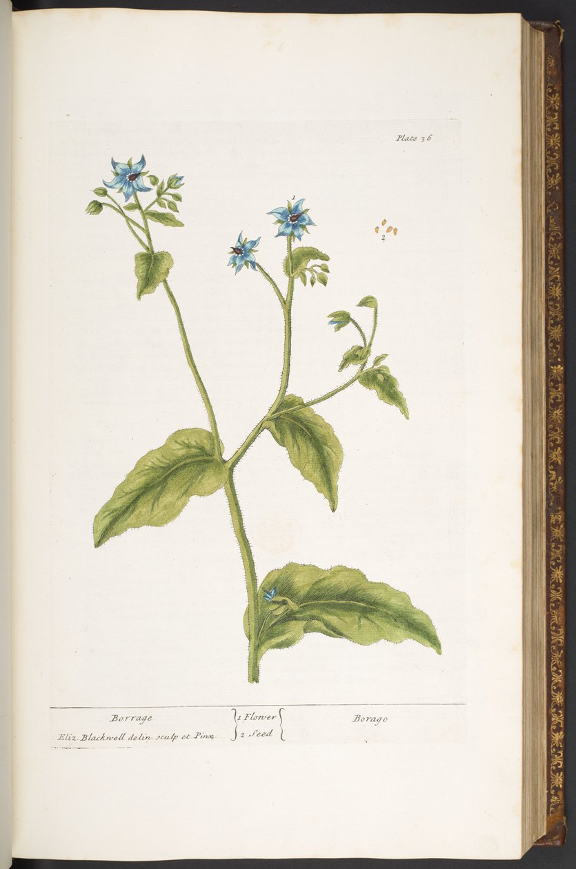 اللوحة 36 ، Borrage ، من "A Curious Herbal" بواسطة إليزابيث بلاكويل
