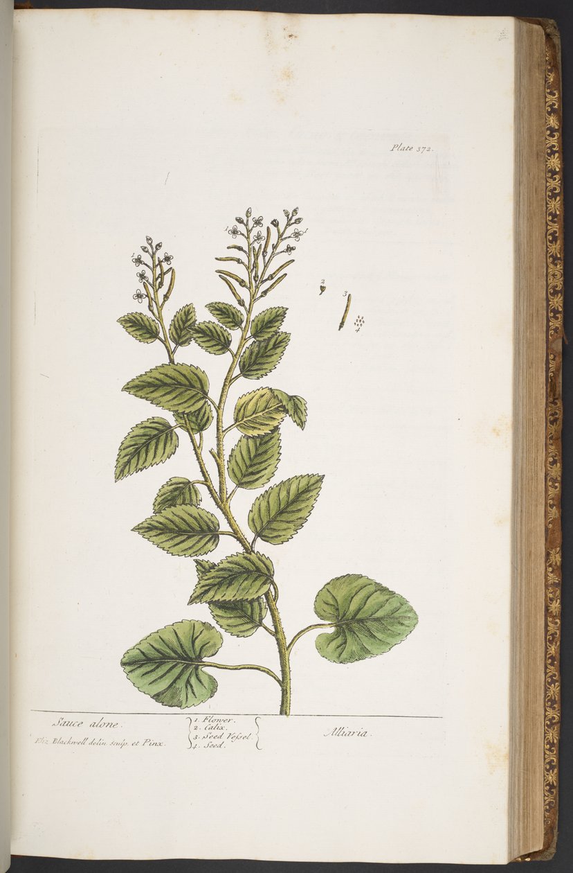 اللوحة 372 من A Curious Herbal بواسطة إليزابيث بلاكويل
