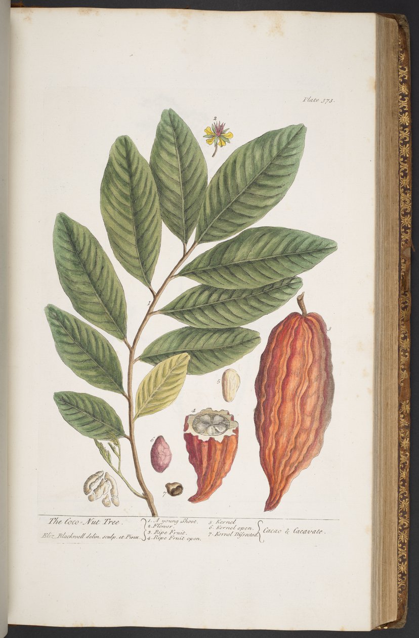 اللوحة 373 من A Curious Herbal بواسطة إليزابيث بلاكويل