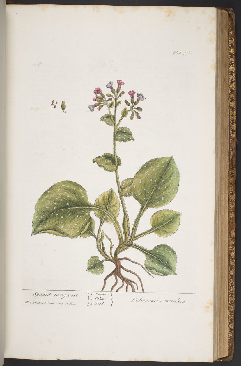 اللوحة 376 من A Curious Herbal بواسطة إليزابيث بلاكويل