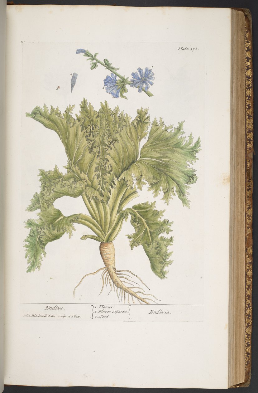 اللوحة 378 من A Curious Herbal بواسطة إليزابيث بلاكويل