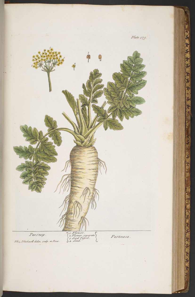 اللوحة 379 من A Curious Herbal بواسطة إليزابيث بلاكويل