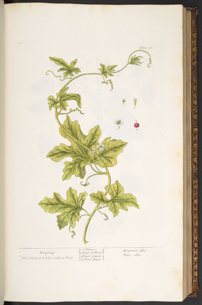 اللوحة 37 ، بريوني ، من "A Curious Herbal" بواسطة إليزابيث بلاكويل