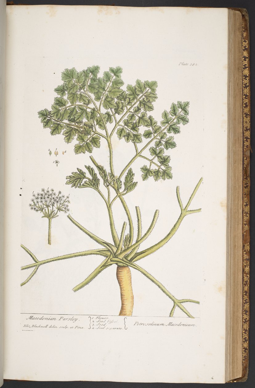اللوحة 382 من A Curious Herbal بواسطة إليزابيث بلاكويل