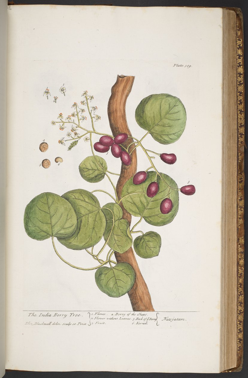 اللوحة 389 من A Curious Herbal بواسطة إليزابيث بلاكويل