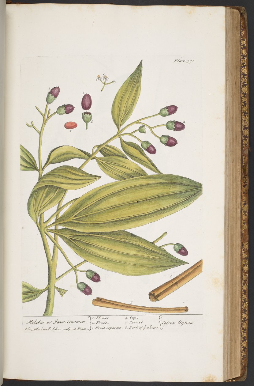 اللوحة 391 من A Curious Herbal بواسطة إليزابيث بلاكويل