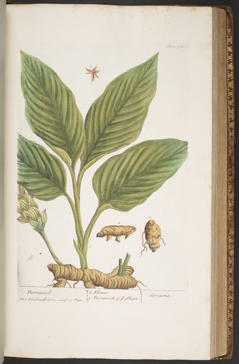اللوحة 396 من A Curious Herbal بواسطة إليزابيث بلاكويل