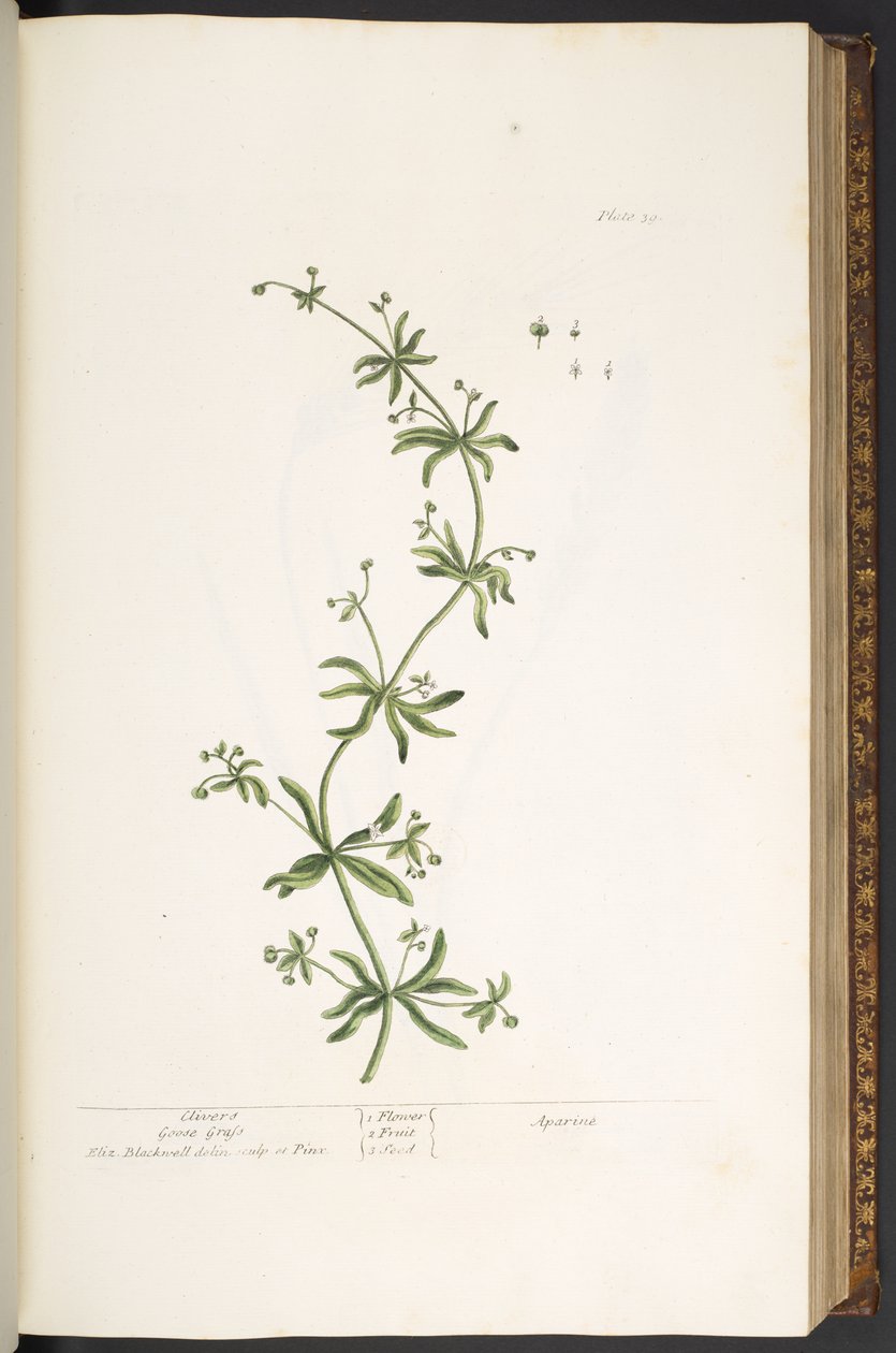 اللوحة 39 ، Clivers ، Goose Grass ، من "A Curious Herbal" بواسطة إليزابيث بلاكويل