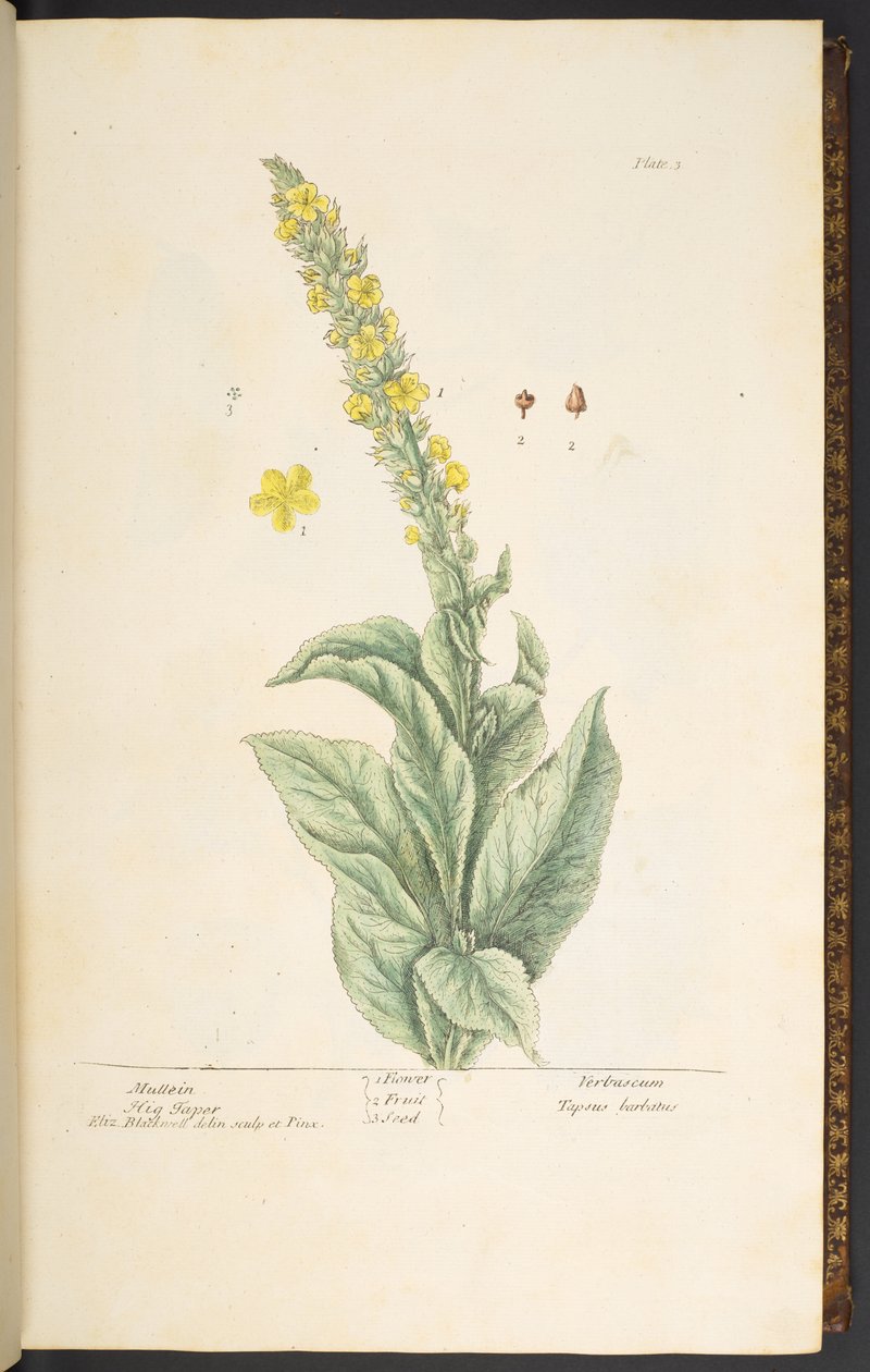 اللوحة 3 ، Mullein ، من "A Curious Herbal" بواسطة إليزابيث بلاكويل