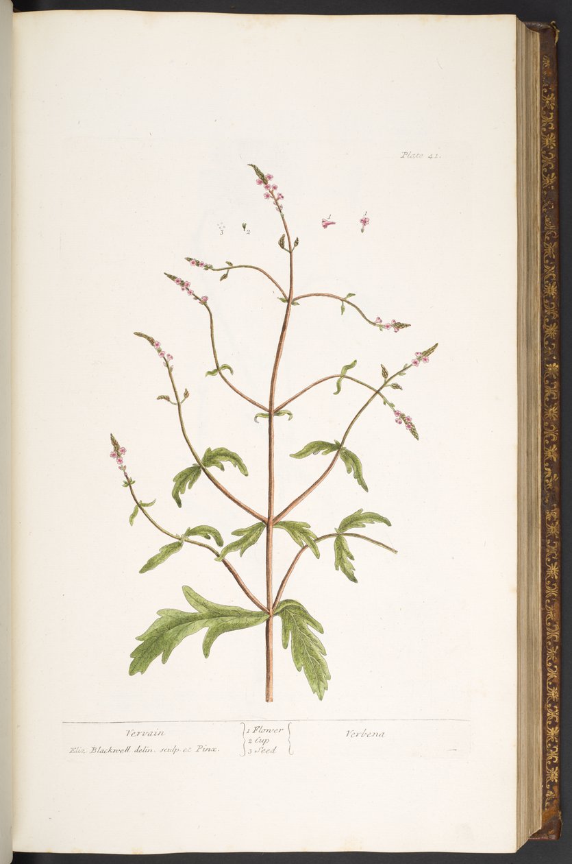 اللوحة 41 ، Vervain ، من "A Curious Herbal" بواسطة إليزابيث بلاكويل
