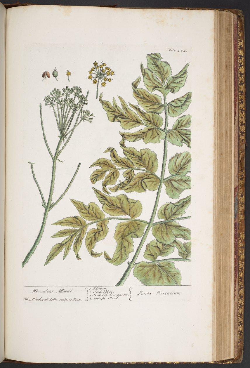 اللوحة 434 من A Curious Herbal بواسطة إليزابيث بلاكويل