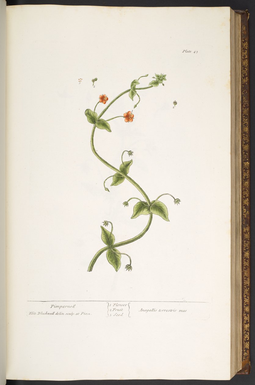 اللوحة 43 ، بيمبيرنيل ، من "A Curious Herbal" بواسطة إليزابيث بلاكويل
