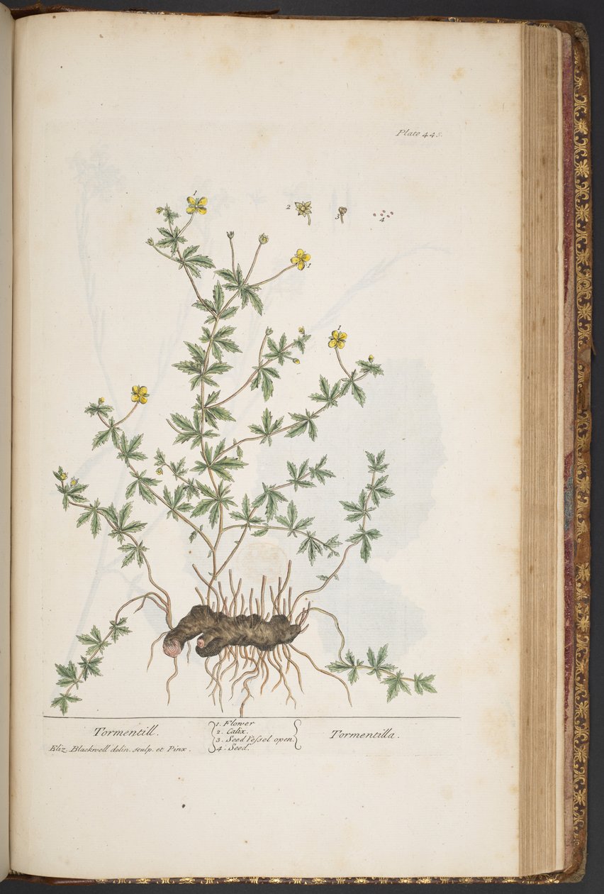 اللوحة 445 من A Curious Herbal بواسطة إليزابيث بلاكويل