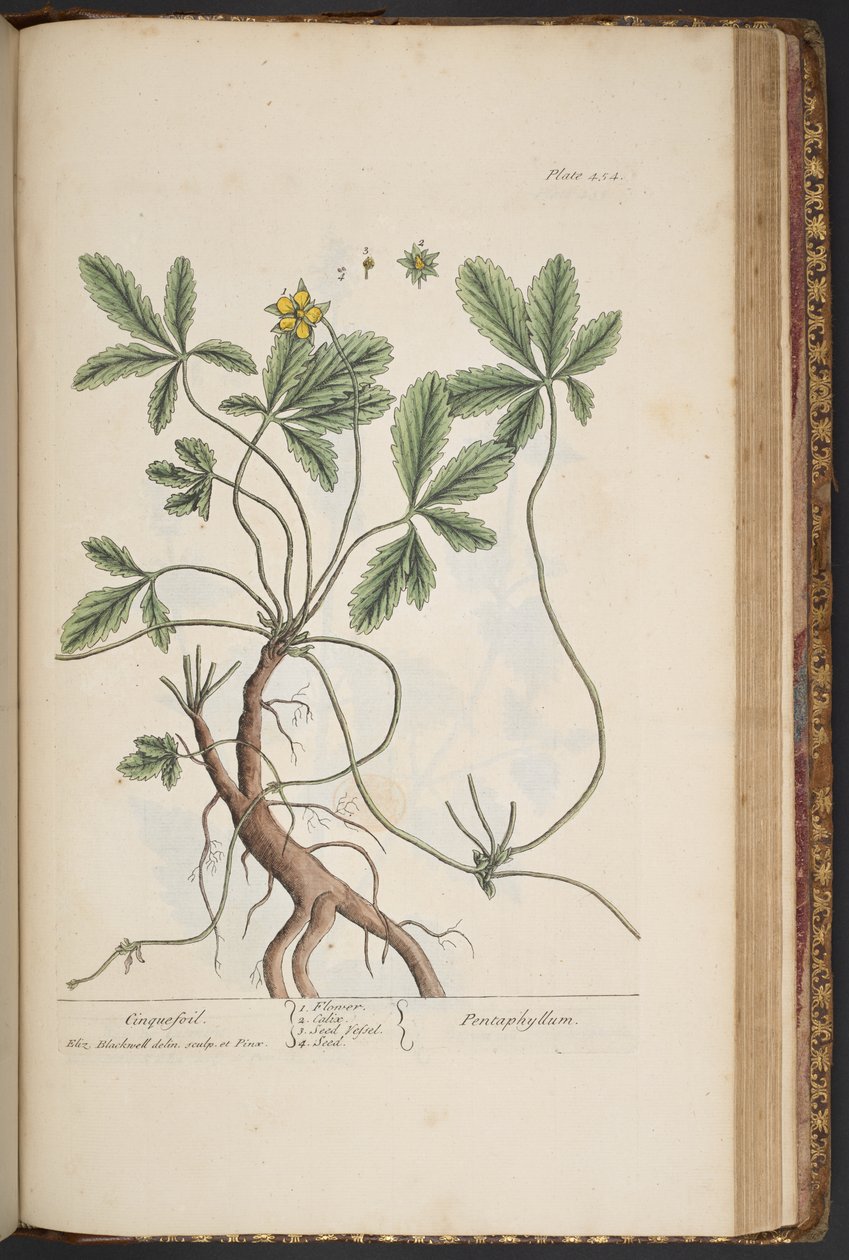 اللوحة 454 ، Cinquefoil ، من "A Curious Herbal" بواسطة إليزابيث بلاكويل