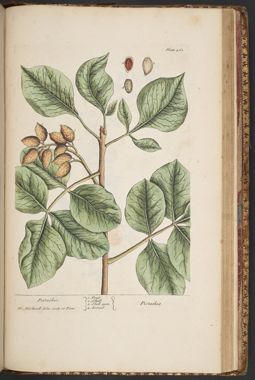 اللوحة 461 من A Curious Herbal بواسطة إليزابيث بلاكويل