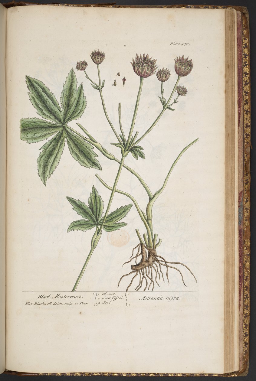 اللوحة 470 من A Curious Herbal بواسطة إليزابيث بلاكويل