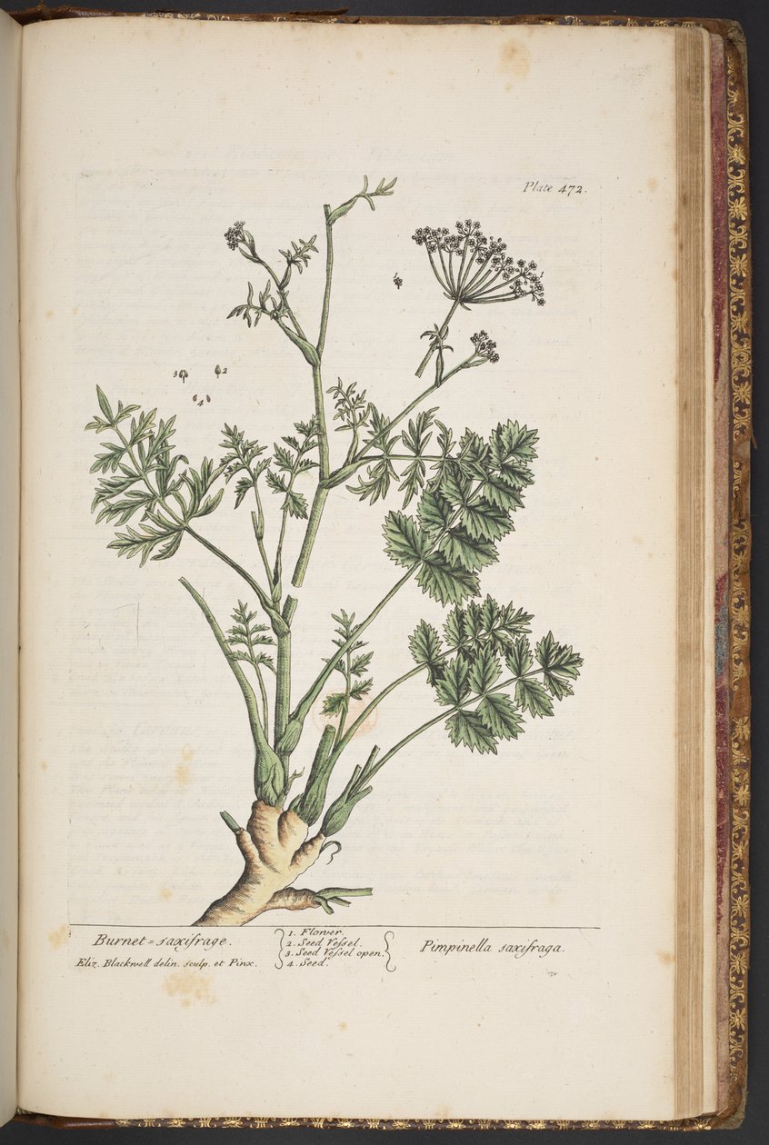 اللوحة 472 من A Curious Herbal بواسطة إليزابيث بلاكويل