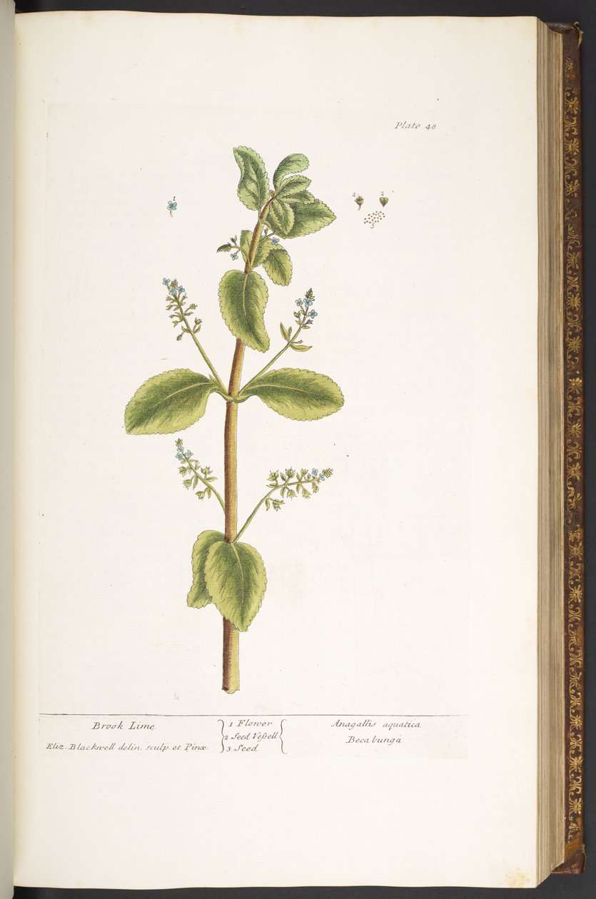 اللوحة 48 ، بروك لايم ، من "A Curious Herbal" بواسطة إليزابيث بلاكويل