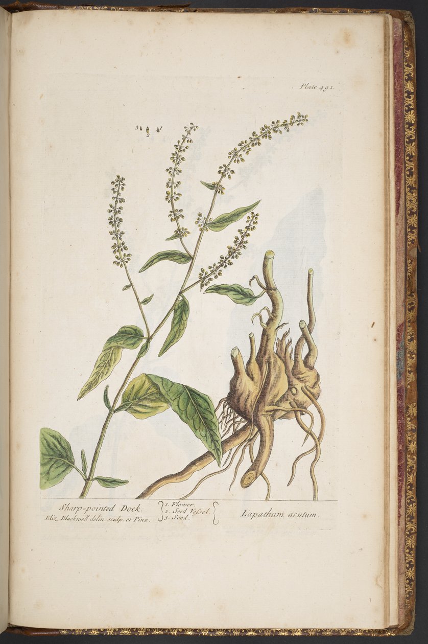 اللوحة 491 من A Curious Herbal بواسطة إليزابيث بلاكويل