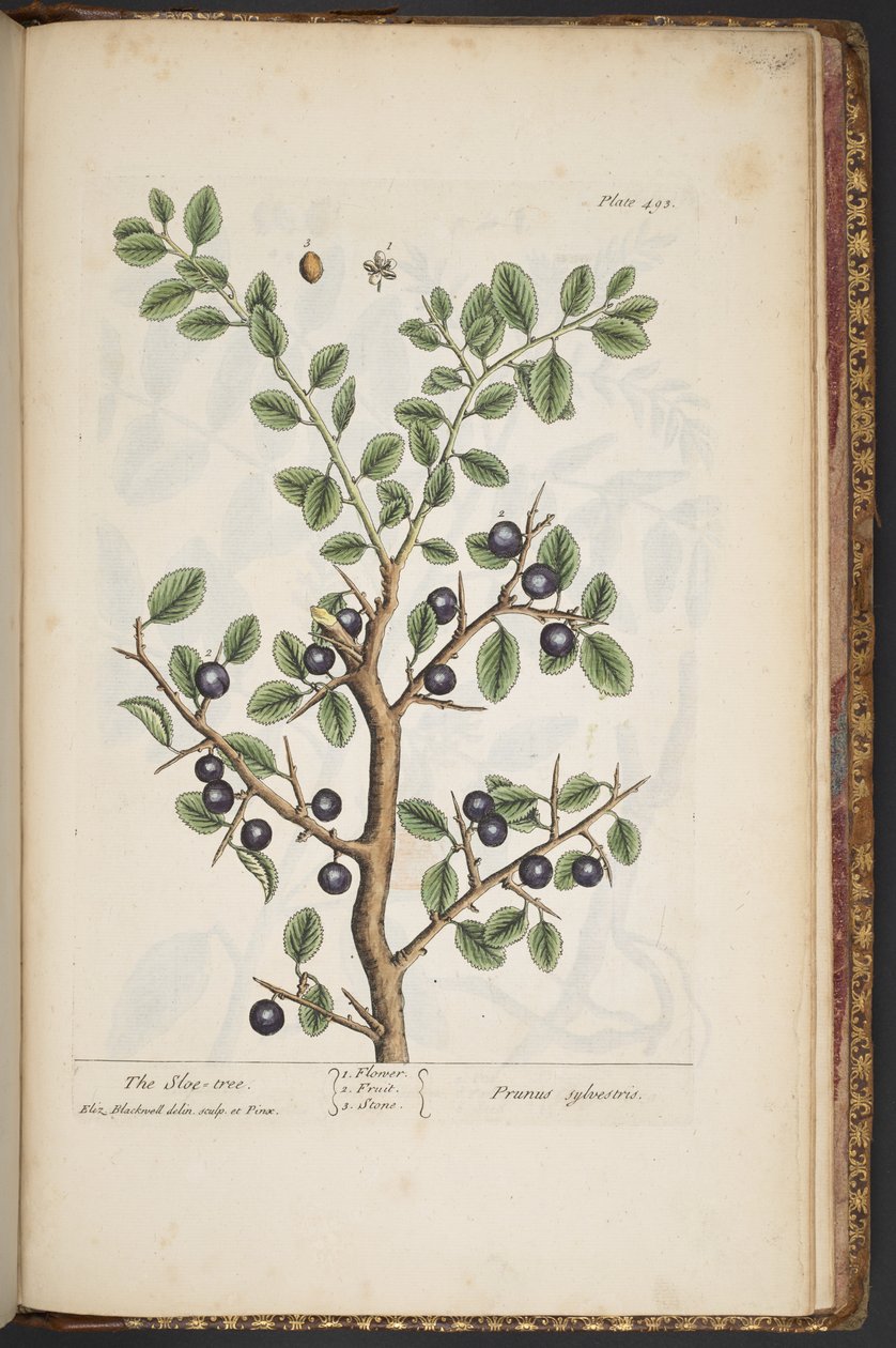 اللوحة 493 من A Curious Herbal بواسطة إليزابيث بلاكويل
