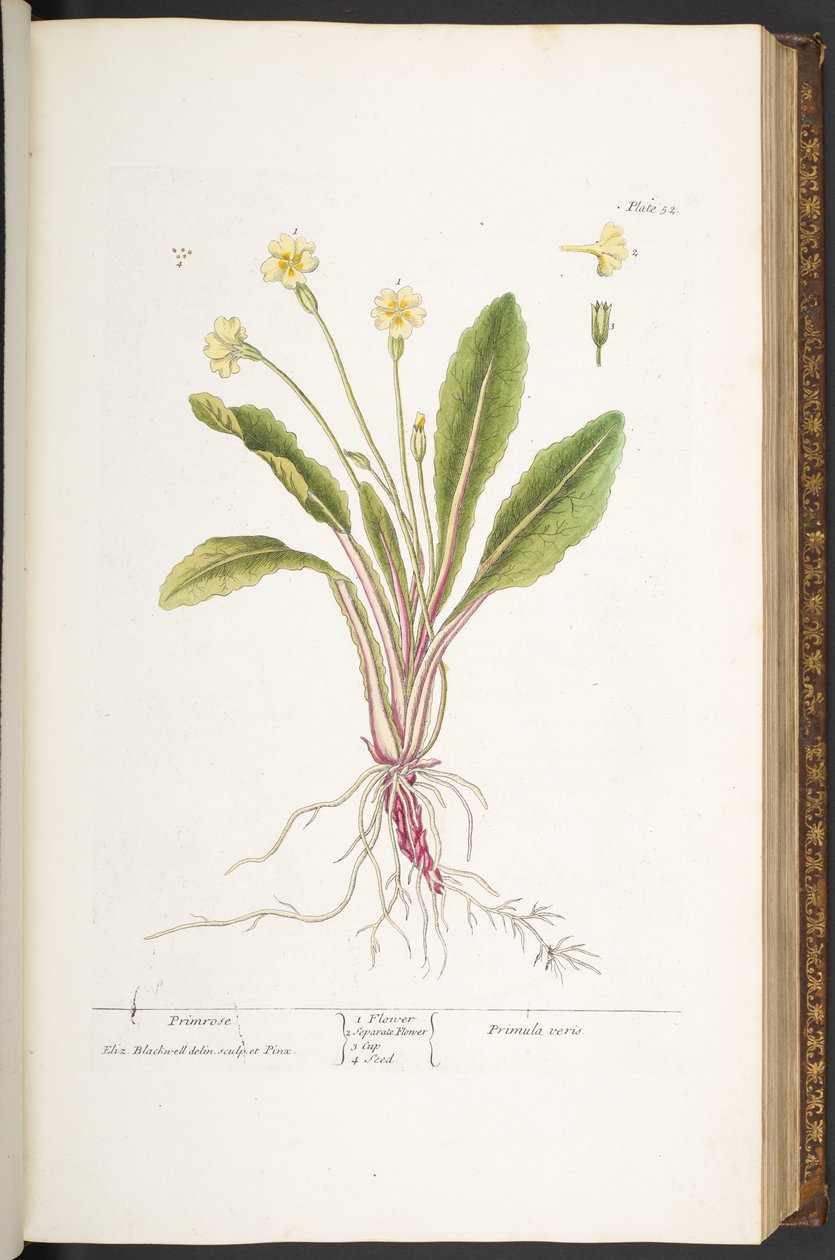 اللوحة 52 ، زهرة الربيع ، من "A Curious Herbal" بواسطة إليزابيث بلاكويل